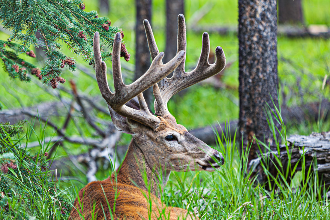 Wapití (Cervus canadensis) - Canada - © 2009 Kike Bullón
