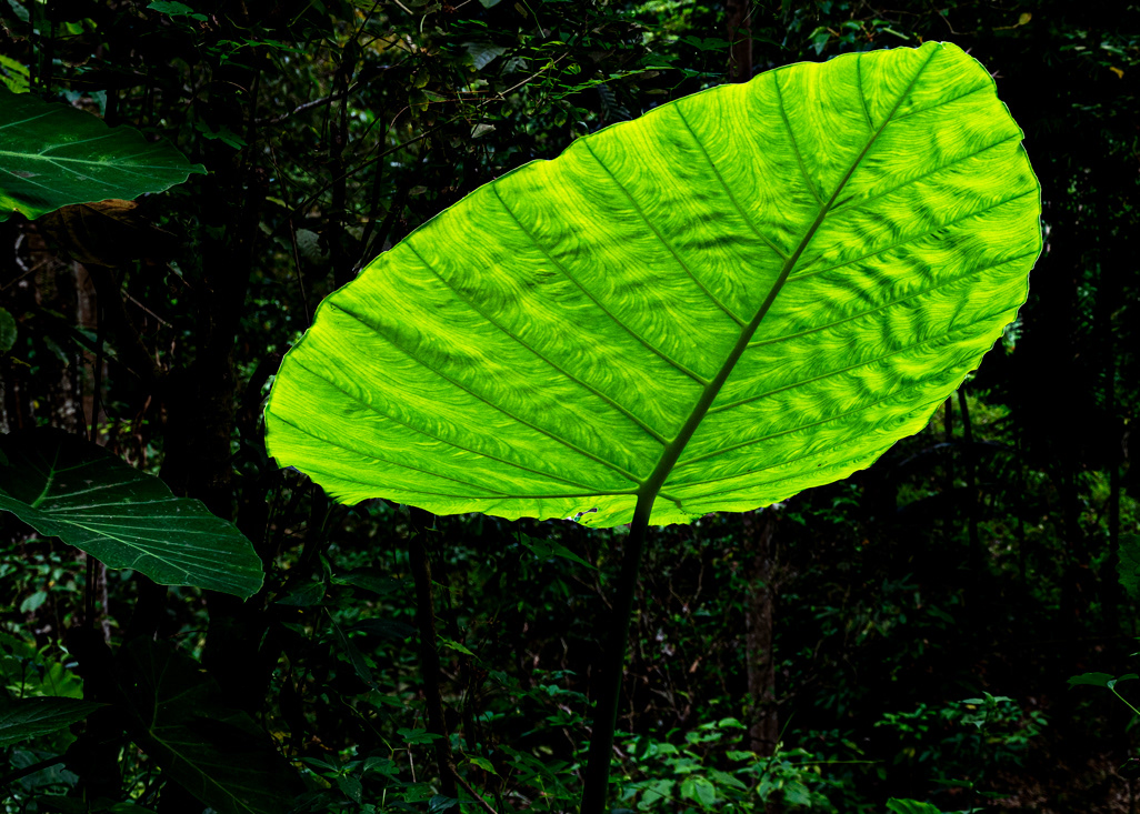 Deep in the jungle - © 2025 Kike Bullón