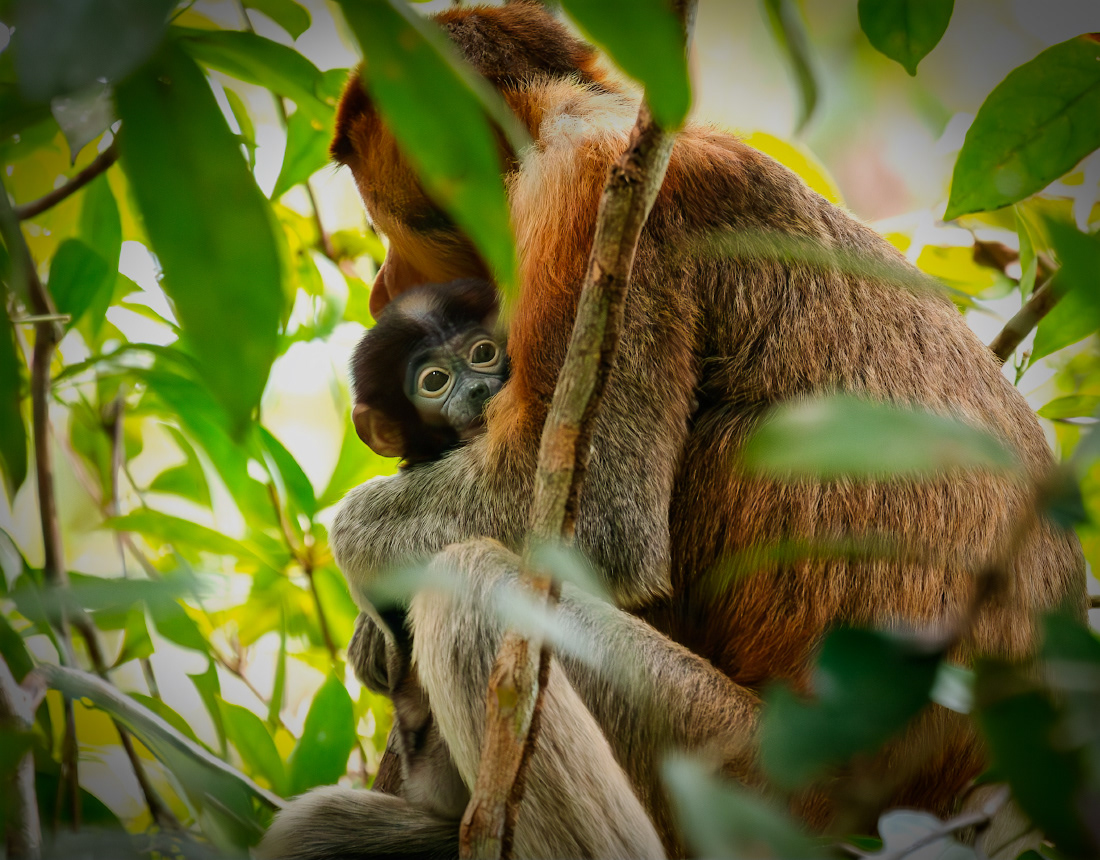 Mom - Proboscis monkey - Kalimatan - © 2025 Kike Bullón