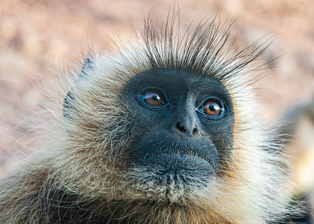 Langur común  (Semnopithecus entellus) India - © 2013 Kike Bullón