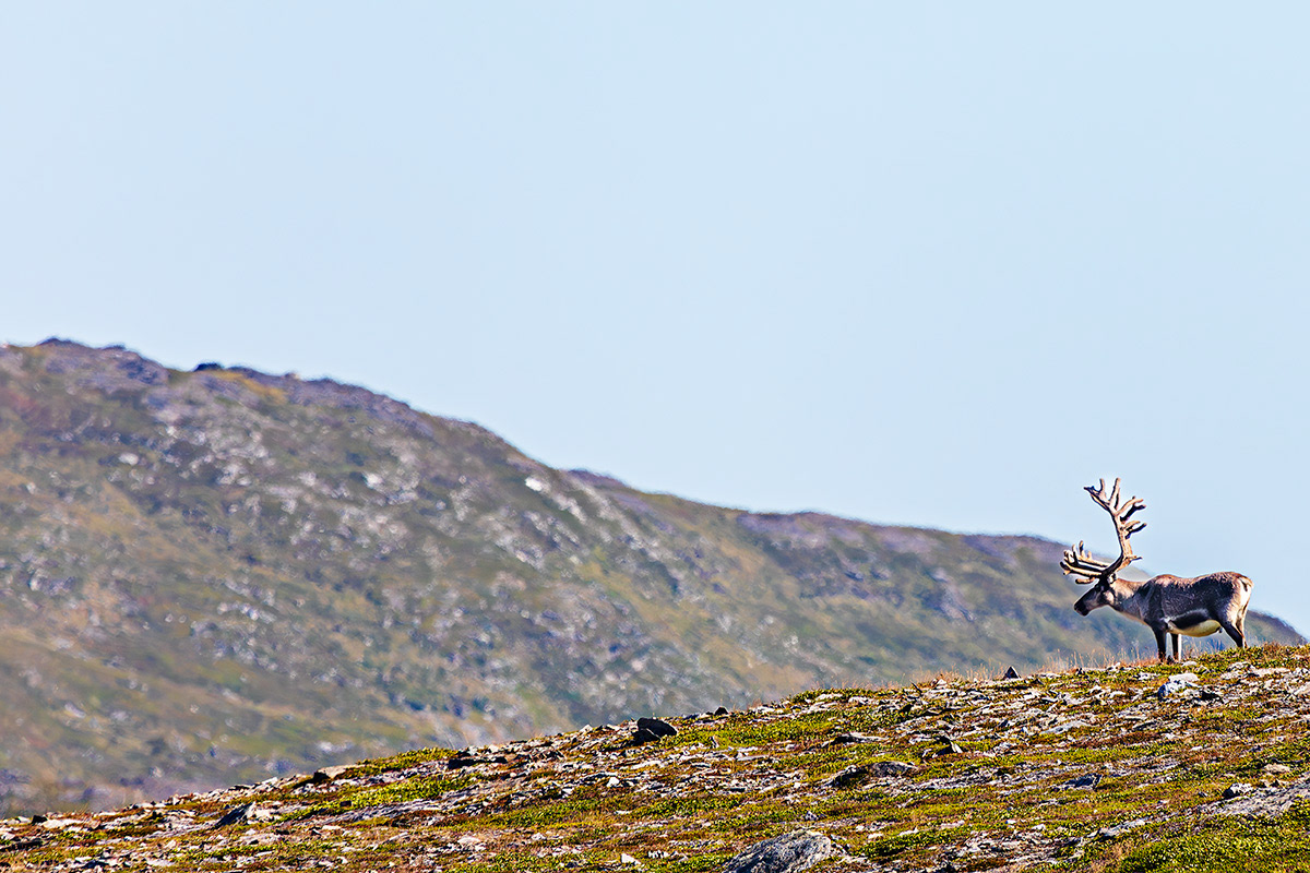 Reno - Norway - © 2024 Kike Bullón