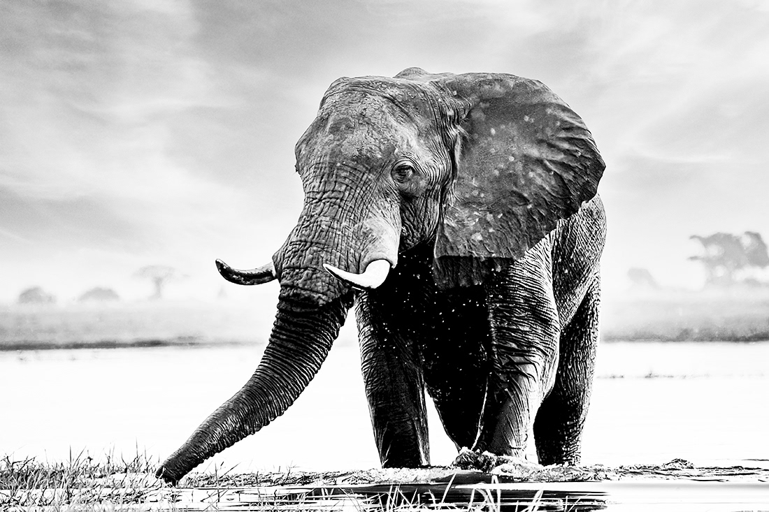 Lonely (Lexodonta africana) - P.N Chobe- Botsuana - © 2013 Kike Bullón 