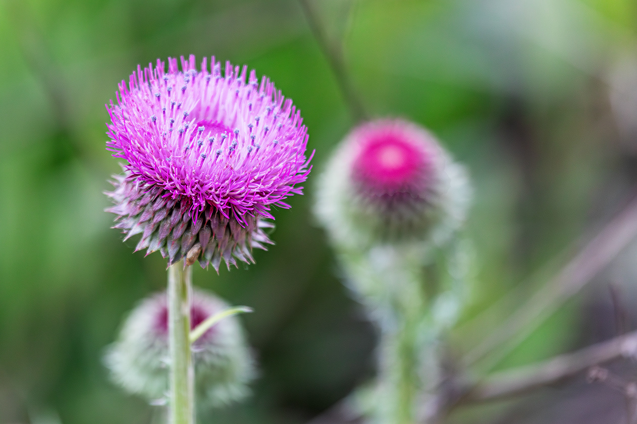 Cirsium palustre - © Kike Bullón