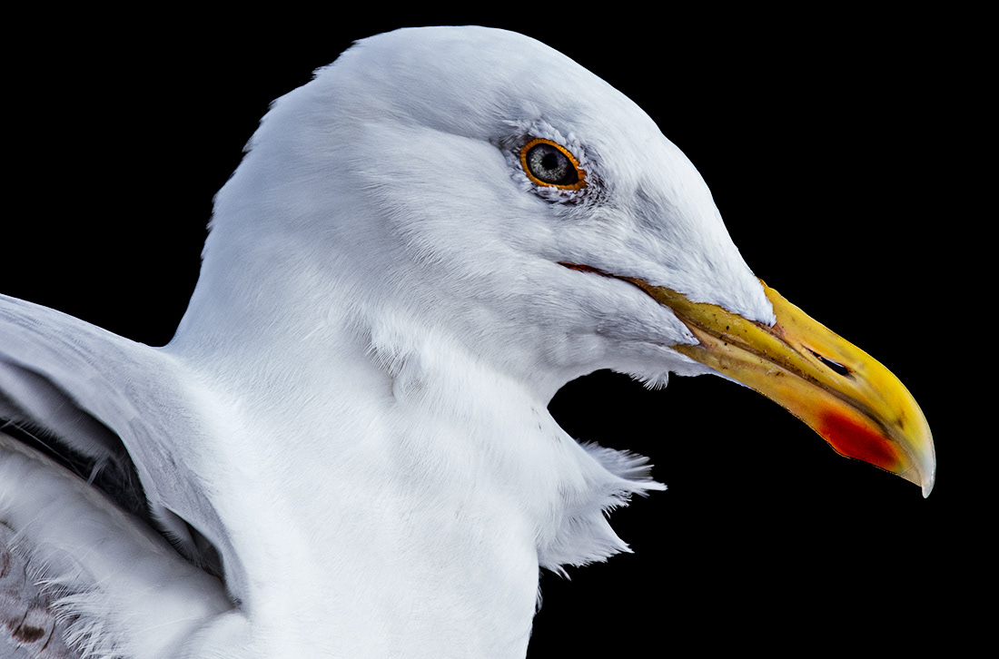 Seagull - Irlanda - © 2024 Kike Bullón