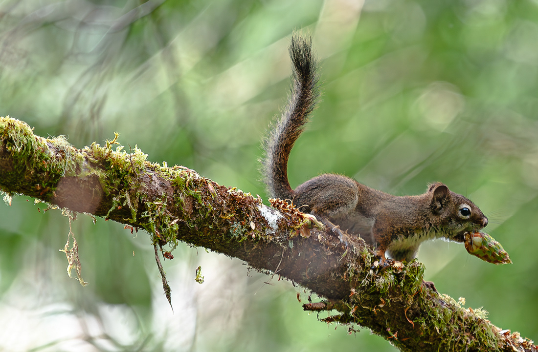  Take away (Sciurus aberti) - Roky Mountains - Canada - © 2009  Kike Bullón