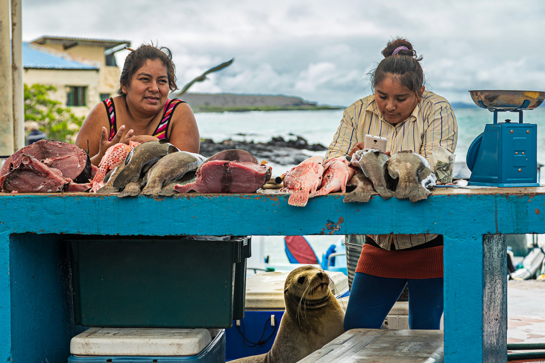 Fish market - Puerto Ayora - Islas Galápagos - © 2018 Kike Bullón
