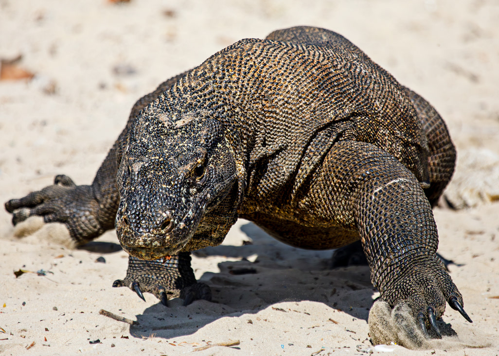 Komodo dragon - Nusatenggara - © 2025 Kike Bullón