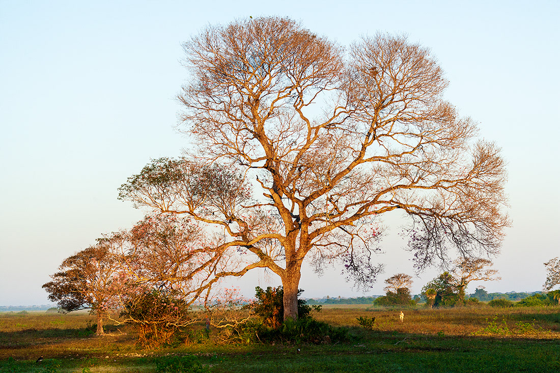 Pantanal - Mato Grosso - Brazil - © 2014 Kike Bullón