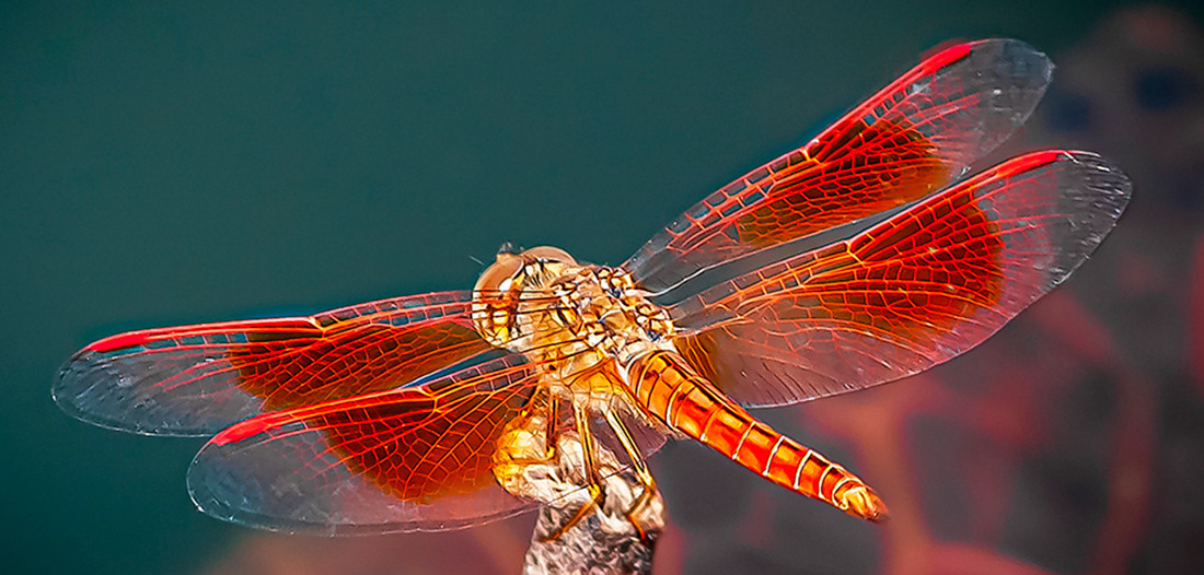 Dragon-fly - © Kike Bullón