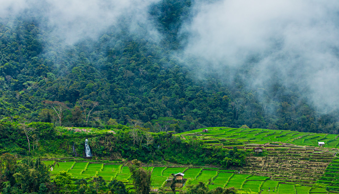 Rice fields - Nusatenggara - © 2025 Kike Bullón