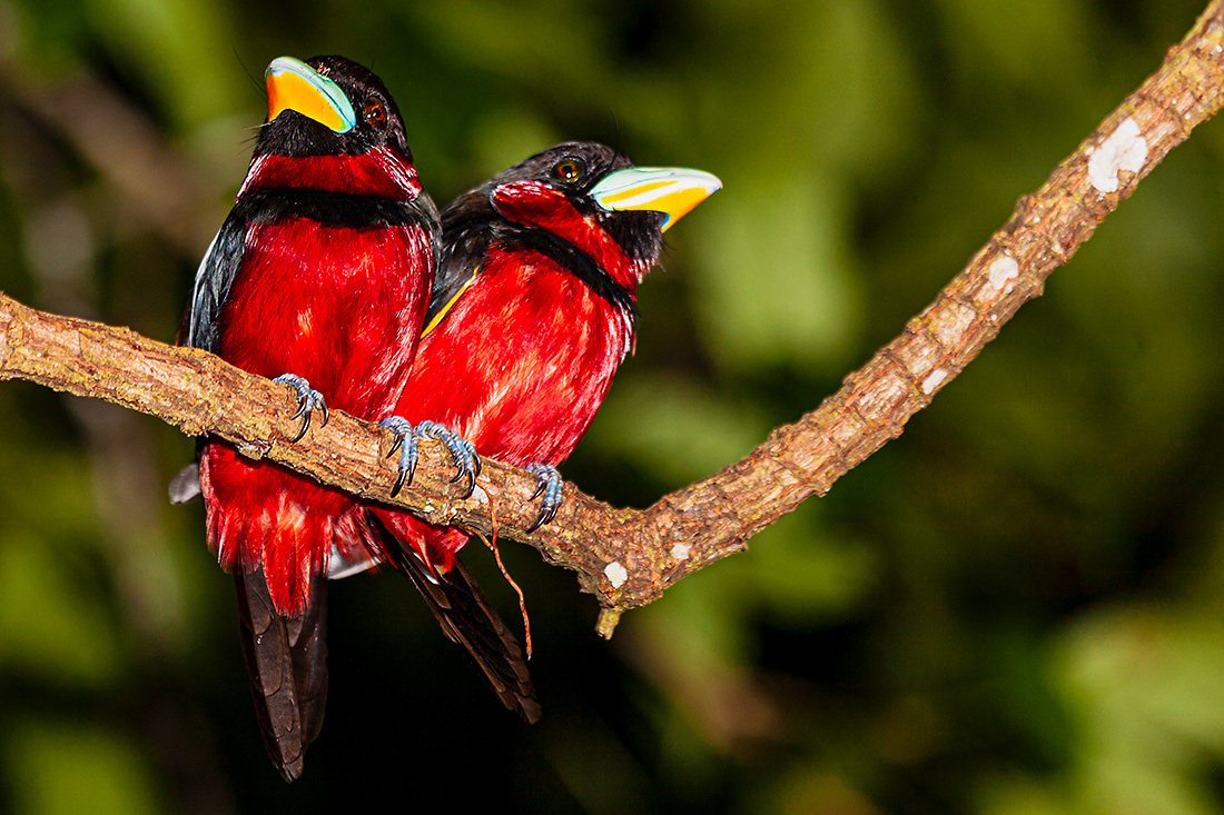 Broadbill (Cymbirhynchus macrorhynchos) - Kinabatangan River - Borneo - © 2010 Kike Bullón