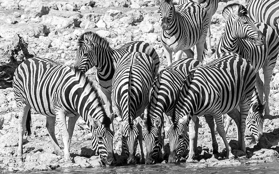Zebra (Equus hartmannae) -  P.N Ethosa - Namibia - © 2013 Kike Bullón