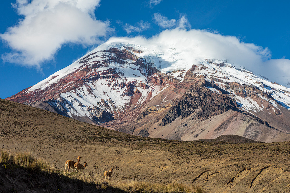 Vicuñas in the foothills of Chimborazo 6.263 m  - Ecuador - © 2018 Kike Bullón