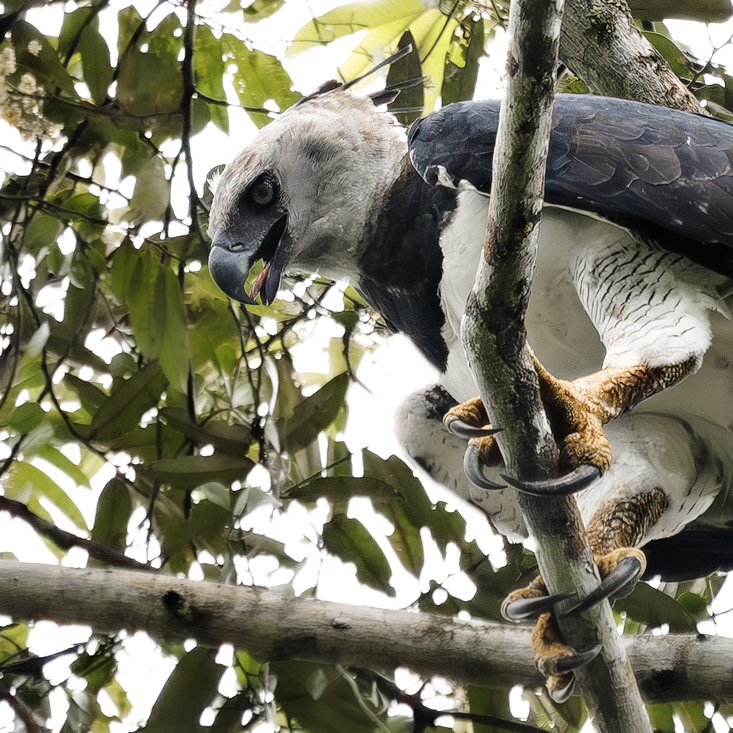 Harpy Eagle (Harpia harpyja)  -  Amazonas - Ecuador - © 2018 Kike Bullón