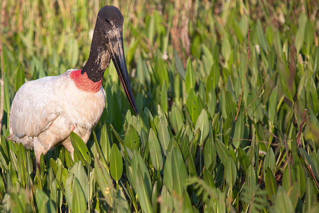  Tuyuyú ( Jabiru mycteria) - Brasil - © 2014 Kike Bullón