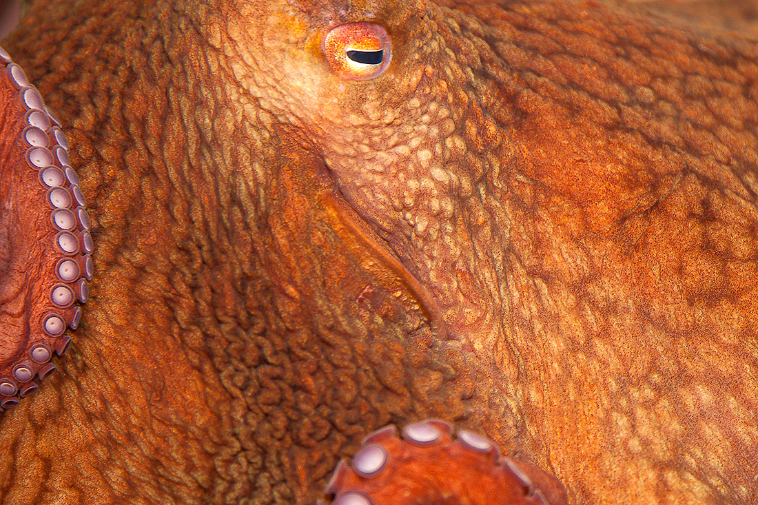 Octopus (Octopoda)  - © 2010 Kike Bullón