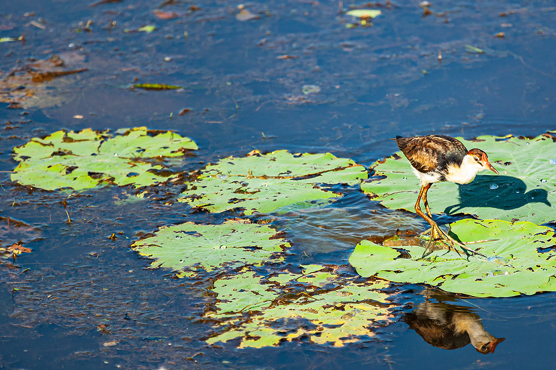 Crested jacana (Lrediparra gallinacea) - Kakadu NP - Australia - © 2016 Kike Bullón