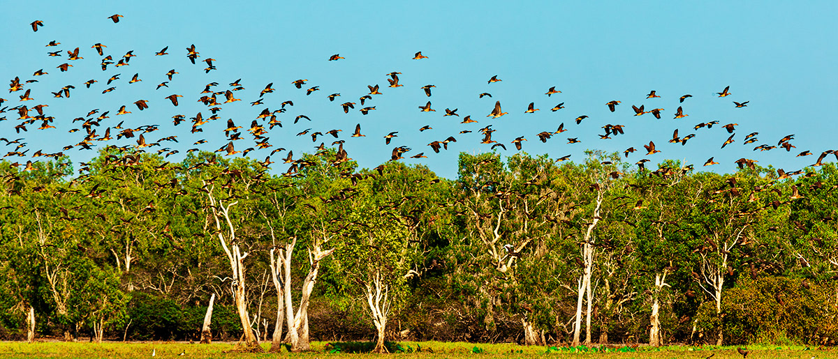 Kakadu NP - Australia - © 2016 Kike Bullón