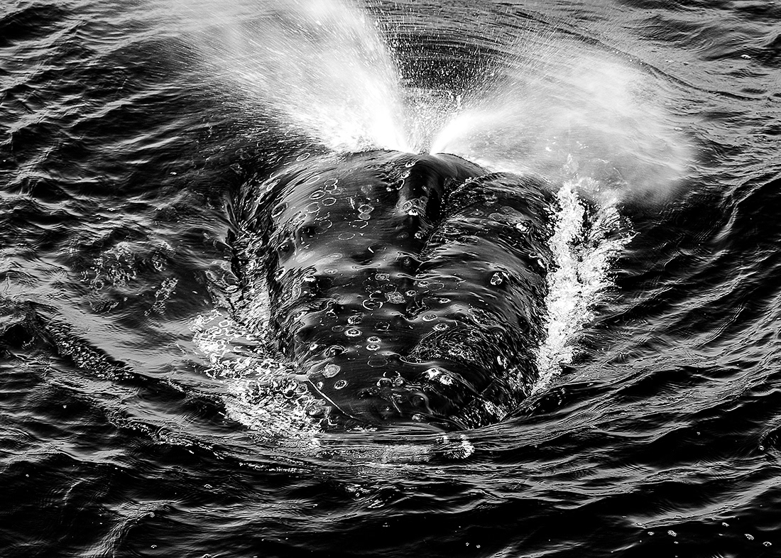 Yubarta (Megaptera novaeangliae) - Océano Pacífico - Canadá - © 2009 Kike Bullón