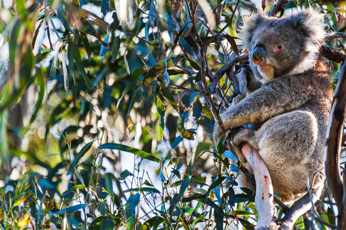 Koala (Phascolarctos cinereus) - Australia - © 2016 Kike Bullón