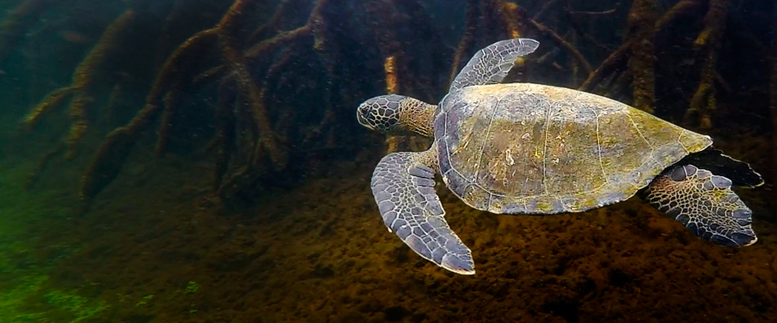 Green turtle (chelonia mydas agassisi) -  Islas Galapagos - Ecuador - © 2018 Kike Bullón