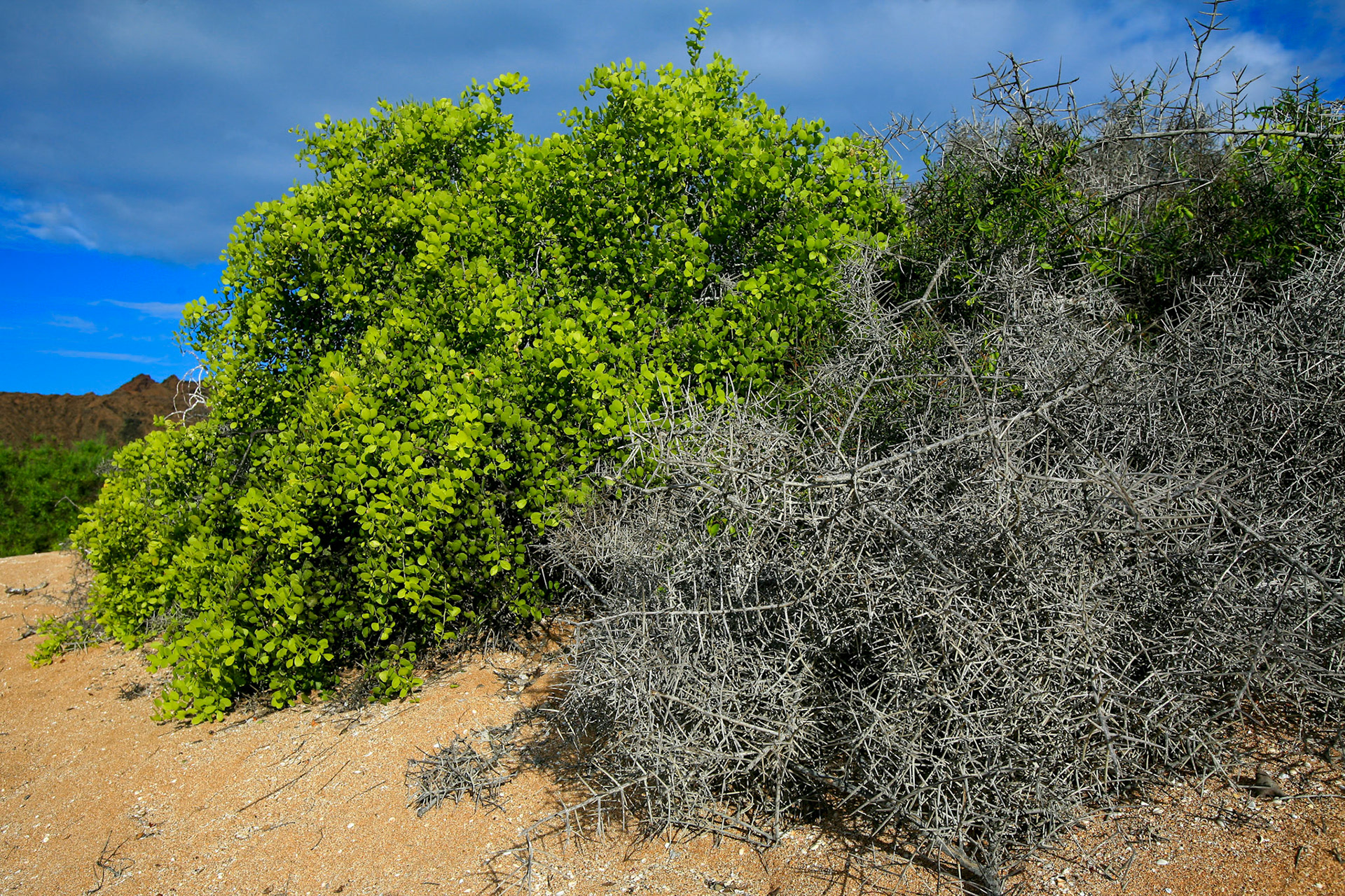 Galapagos, Bartolome
