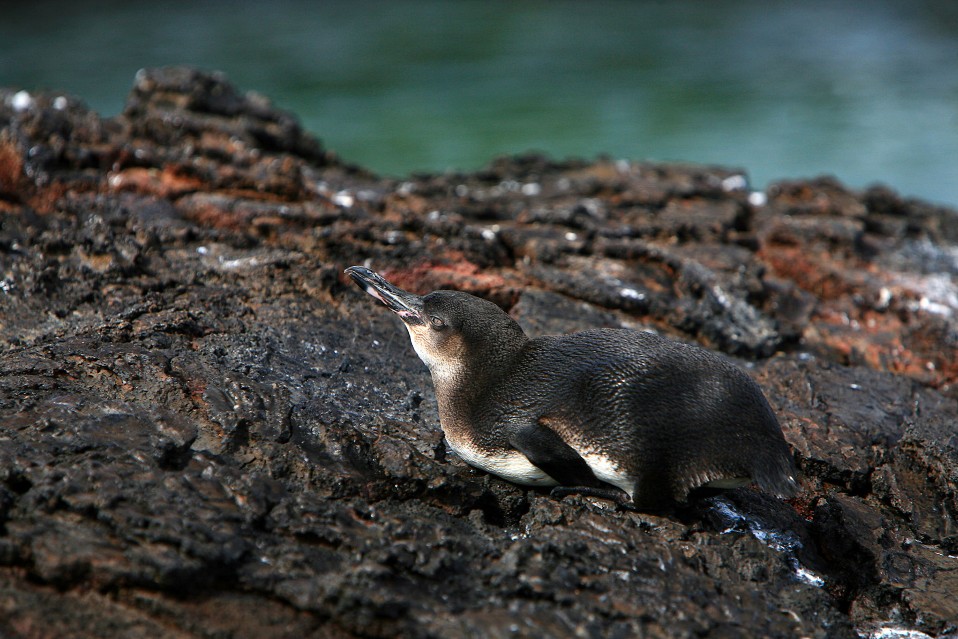 Galapagos, Isabela
