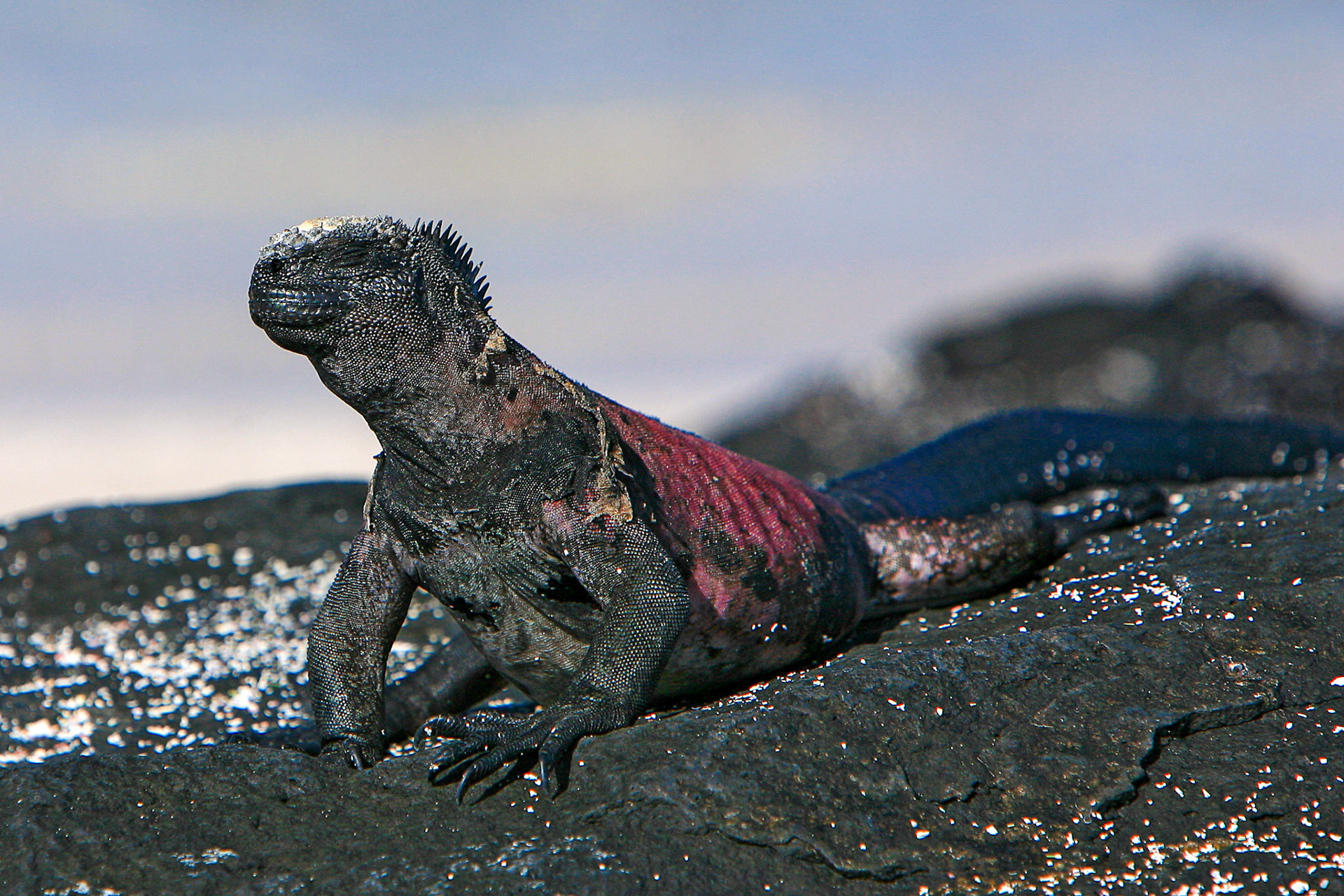Galapagos, Espaniola
