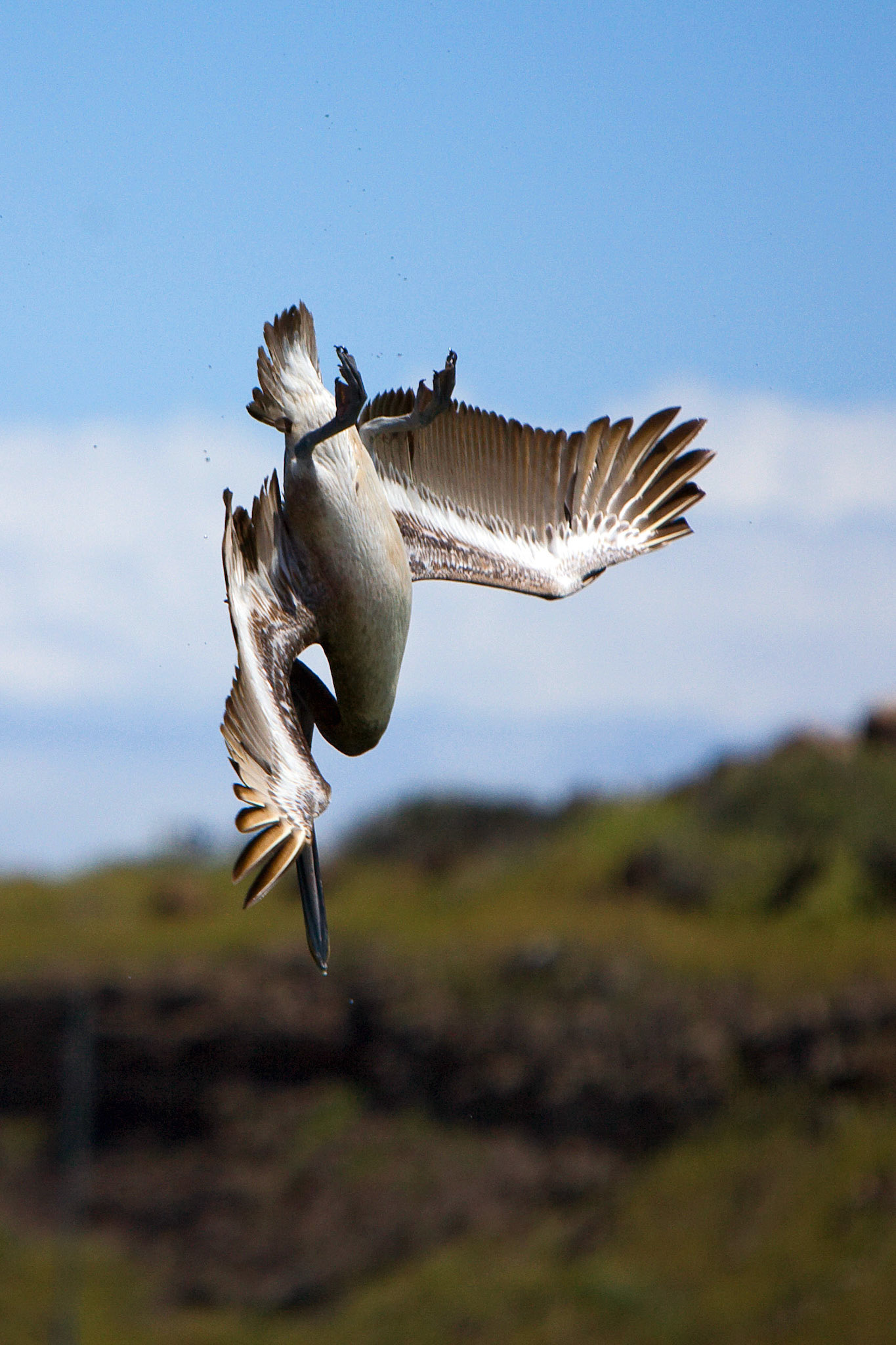 Galapagos, Baltra