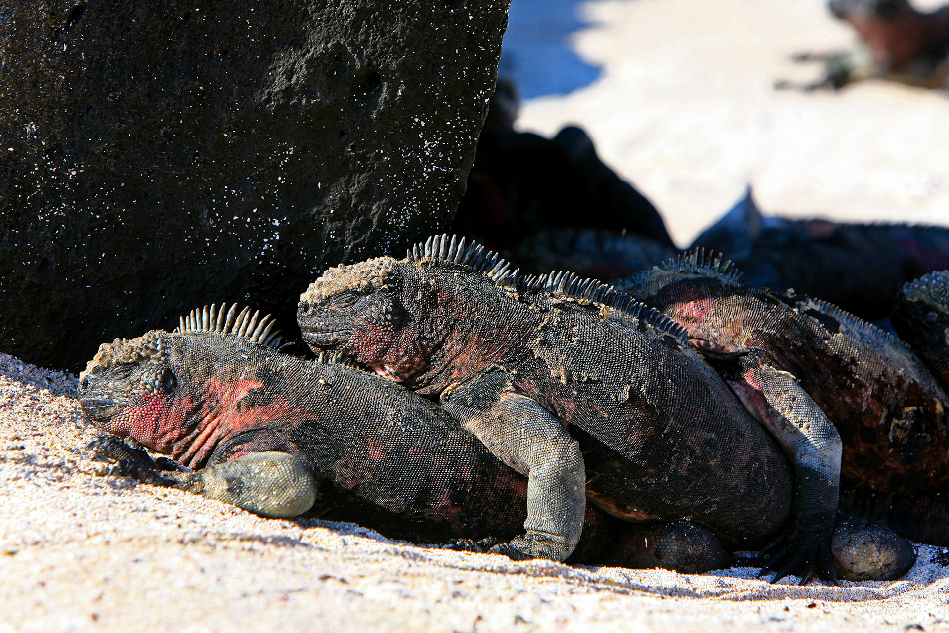 Galapagos, Espaniola