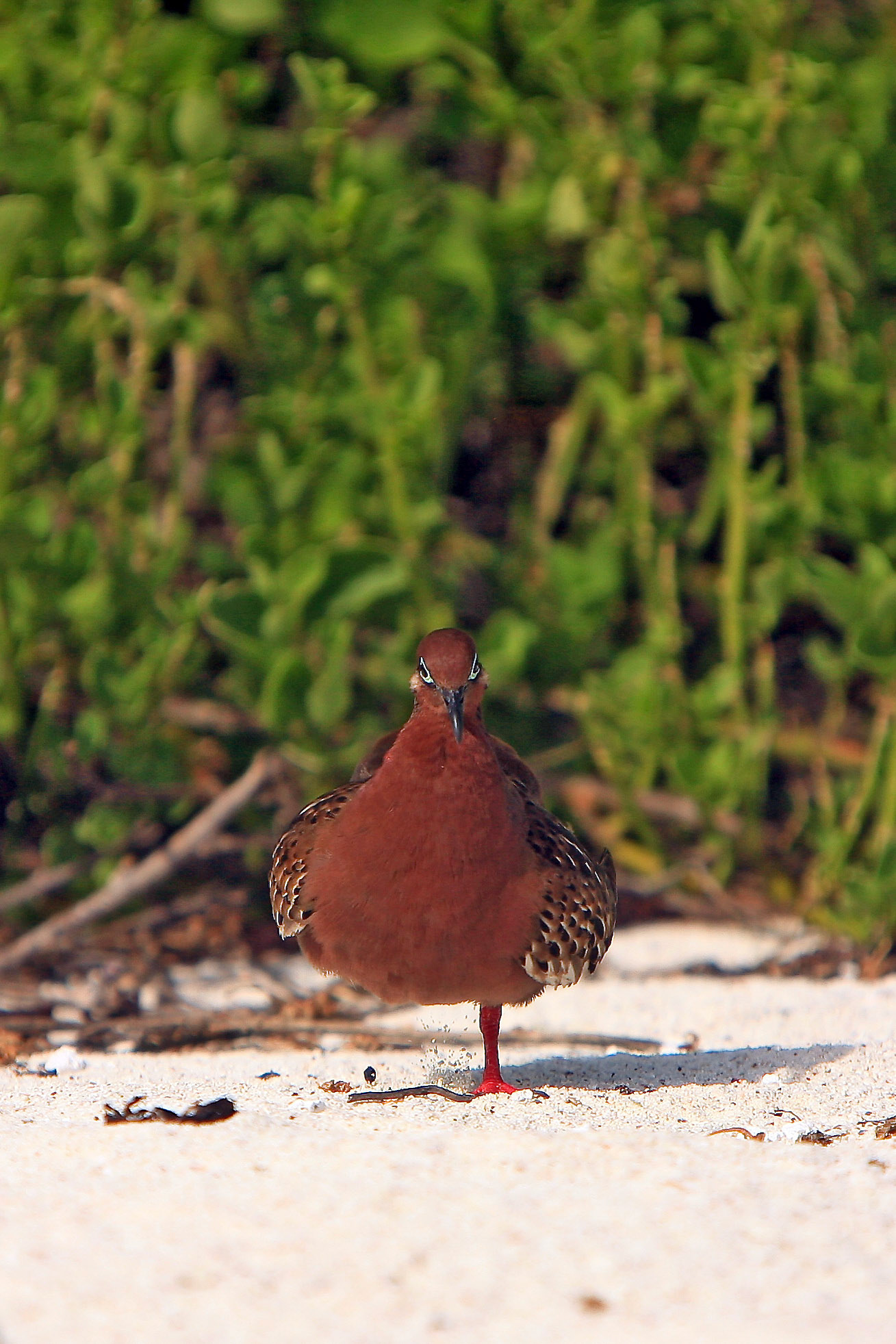 Galapagos, Espaniola