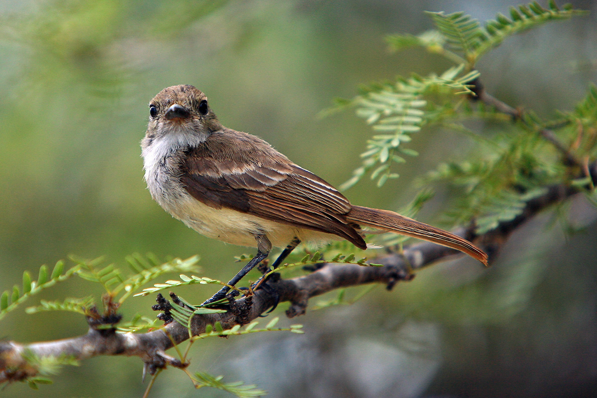 Galapagos, Floreana