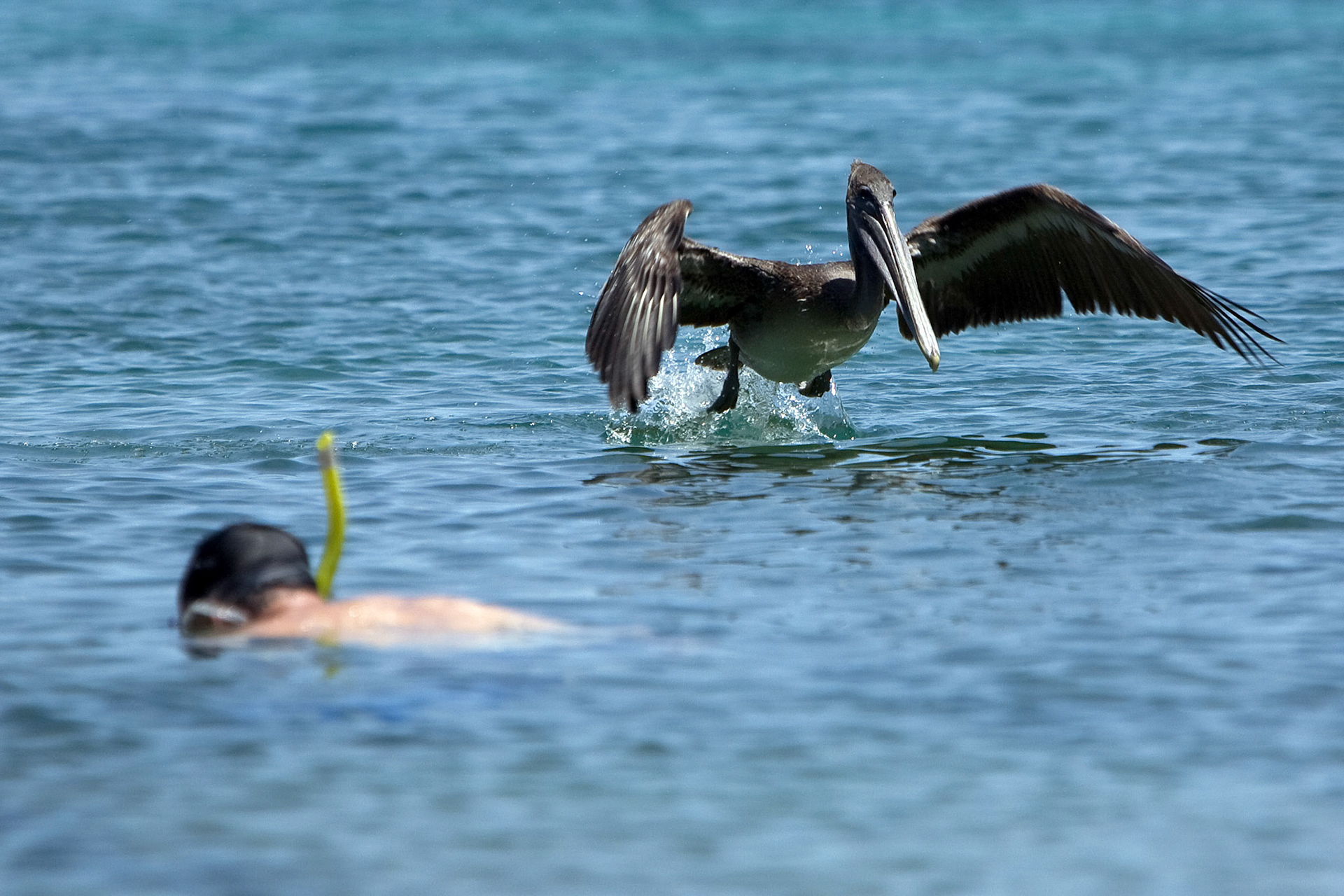 Galapagos, Baltra