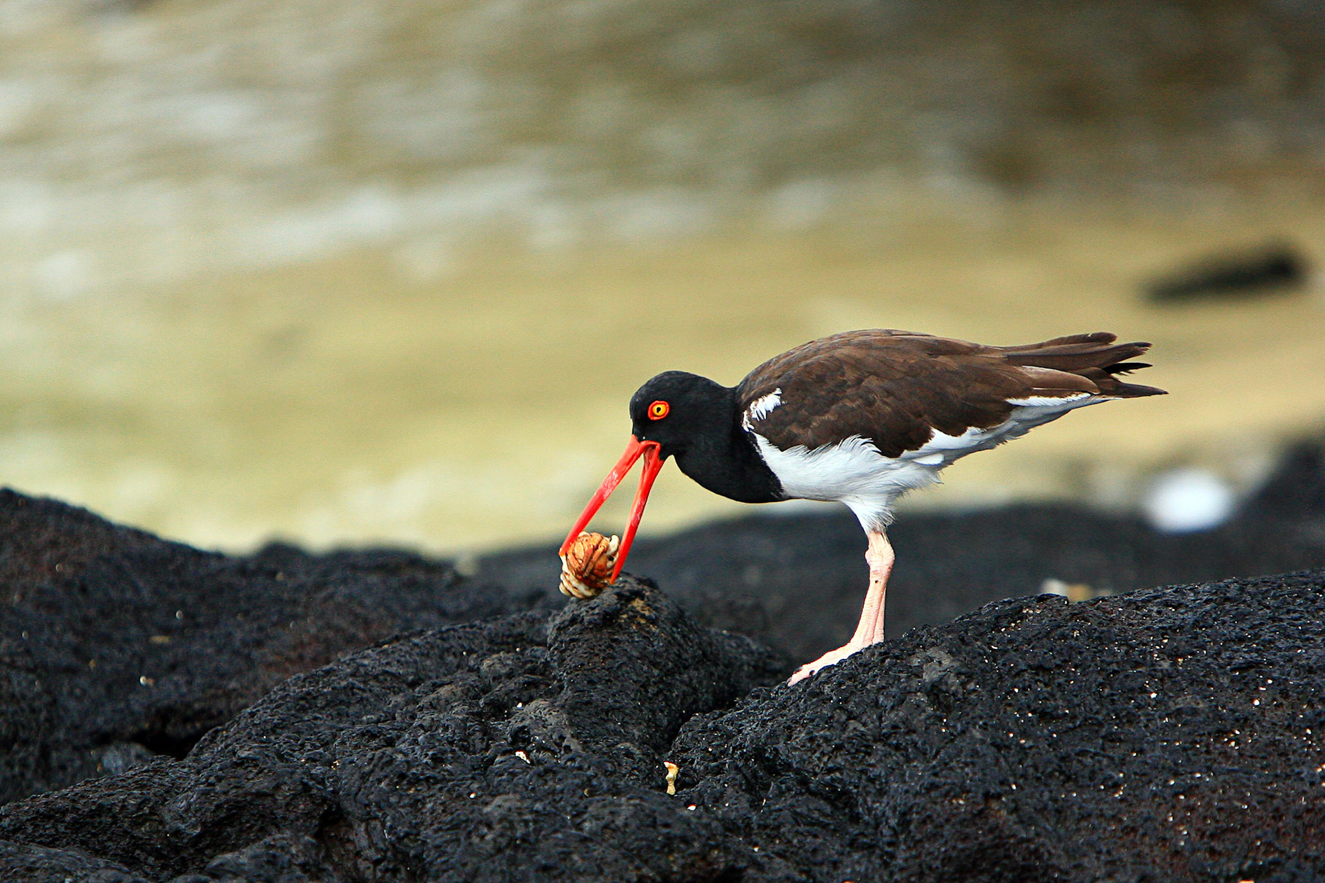 Galapagos, Isabela