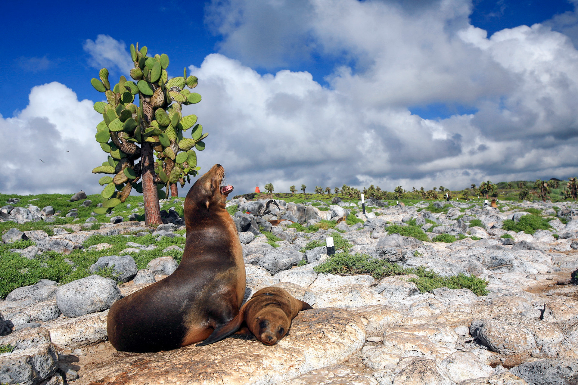 Galapagos, Islas Plaza