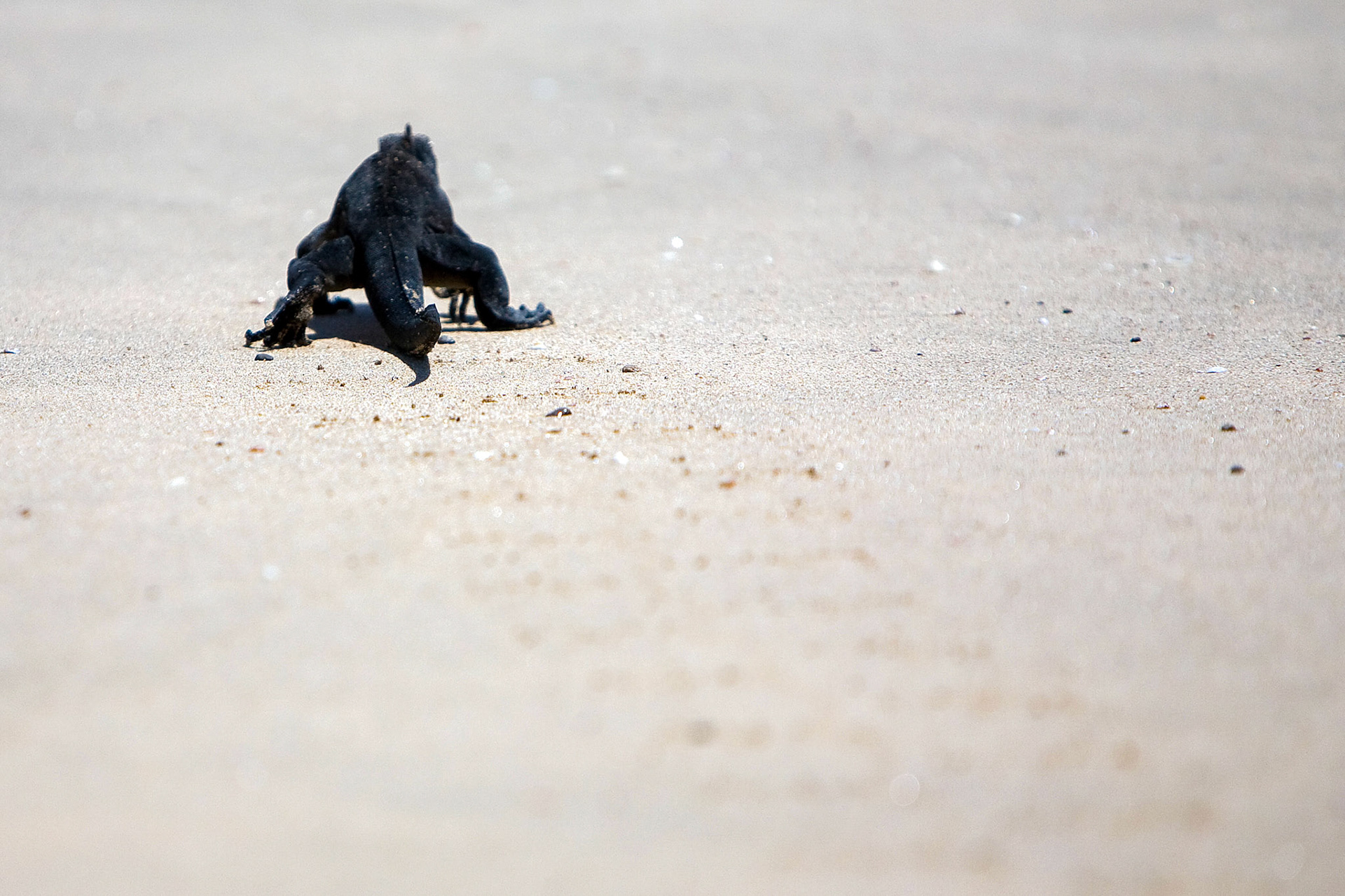 Galapagos, Baltra
