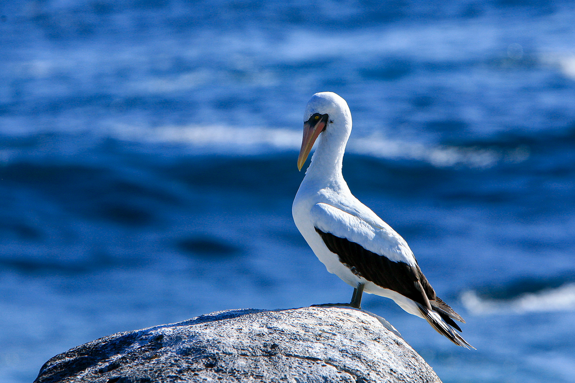 Galapagos, Espaniola