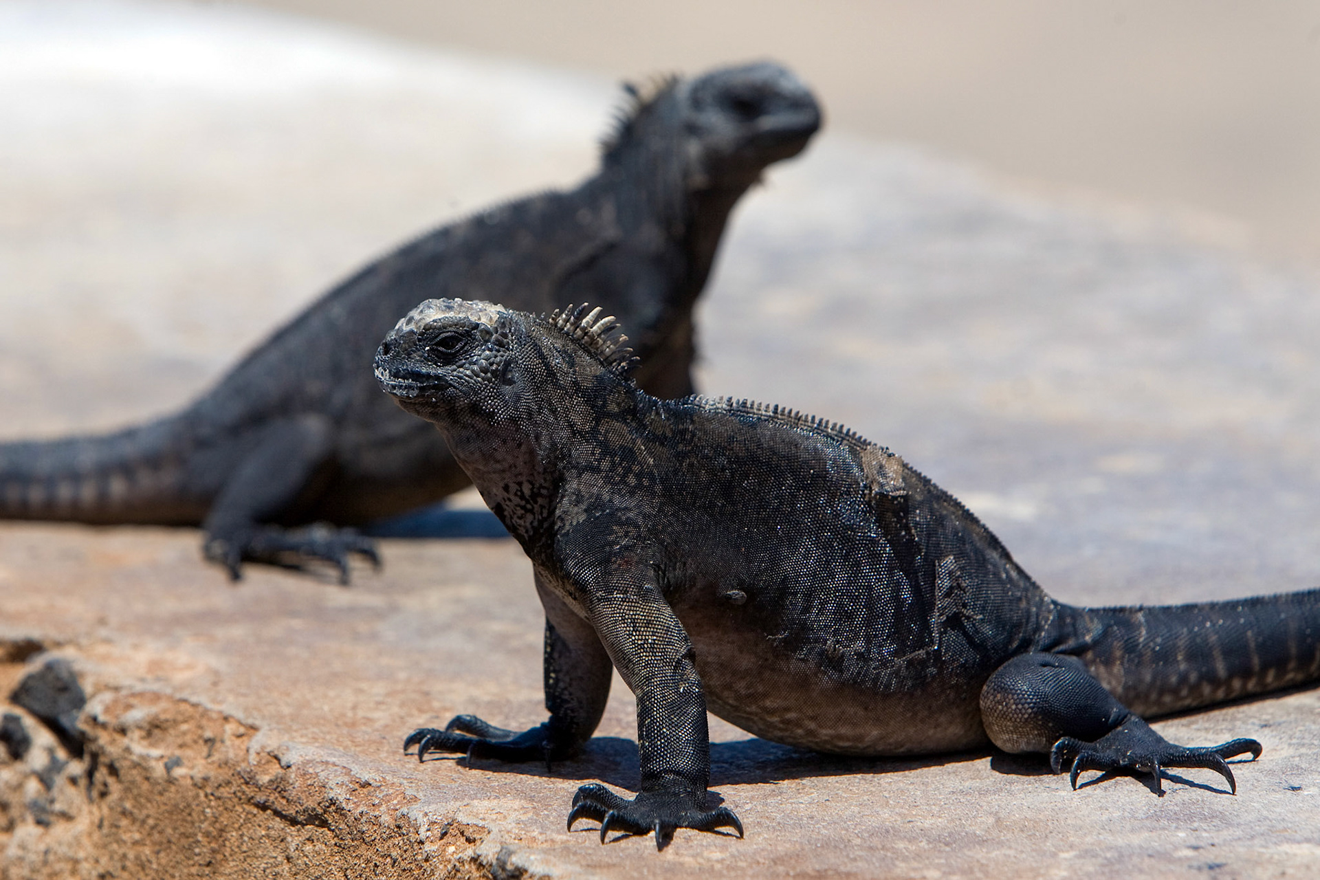 Galapagos, Baltra
