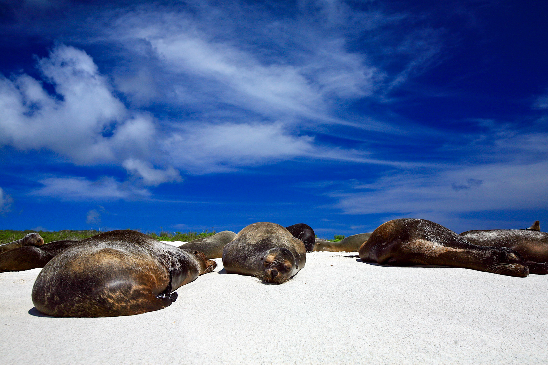 Galapagos, Espaniola