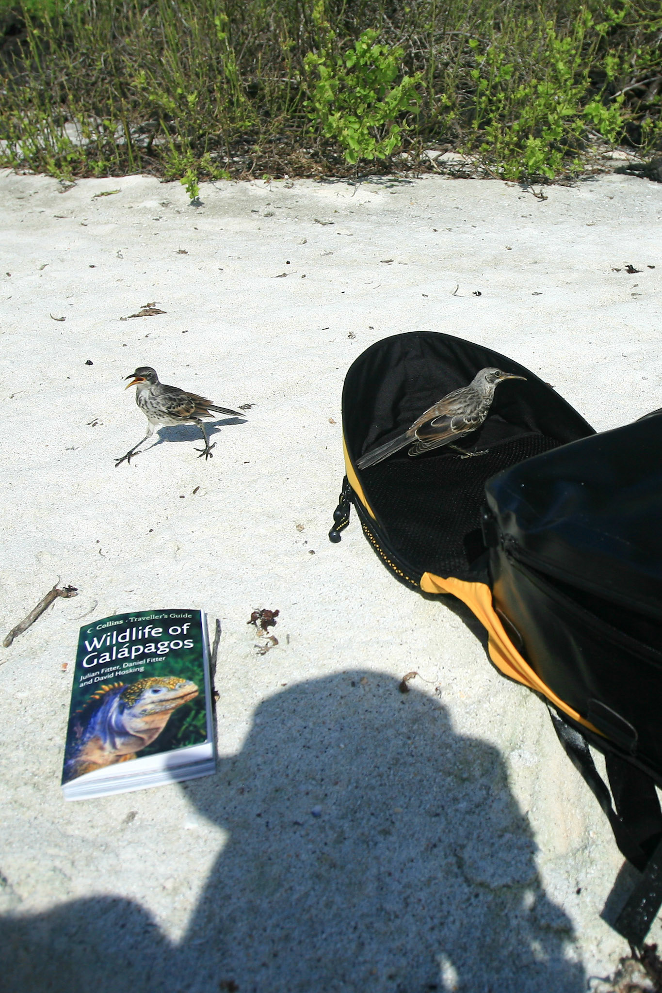 Galapagos, Espaniola