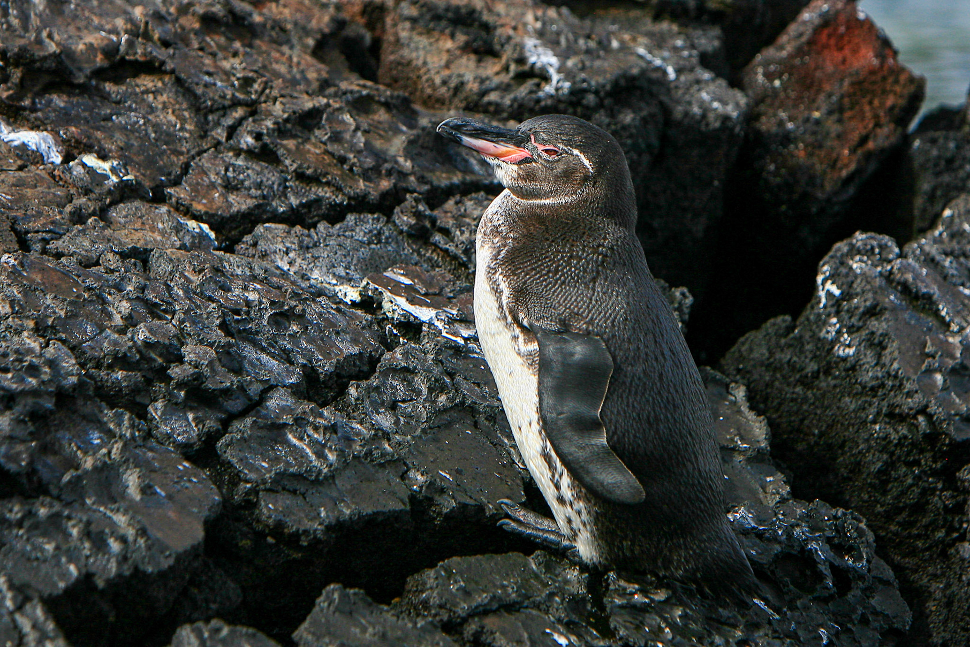 Galapagos, Isabela