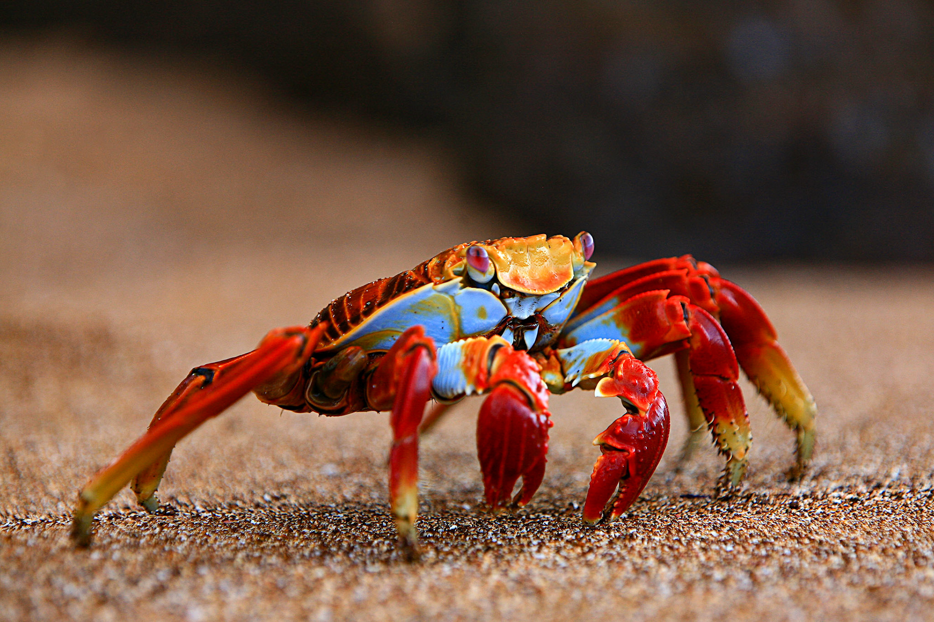 Galapagos, Bartolome