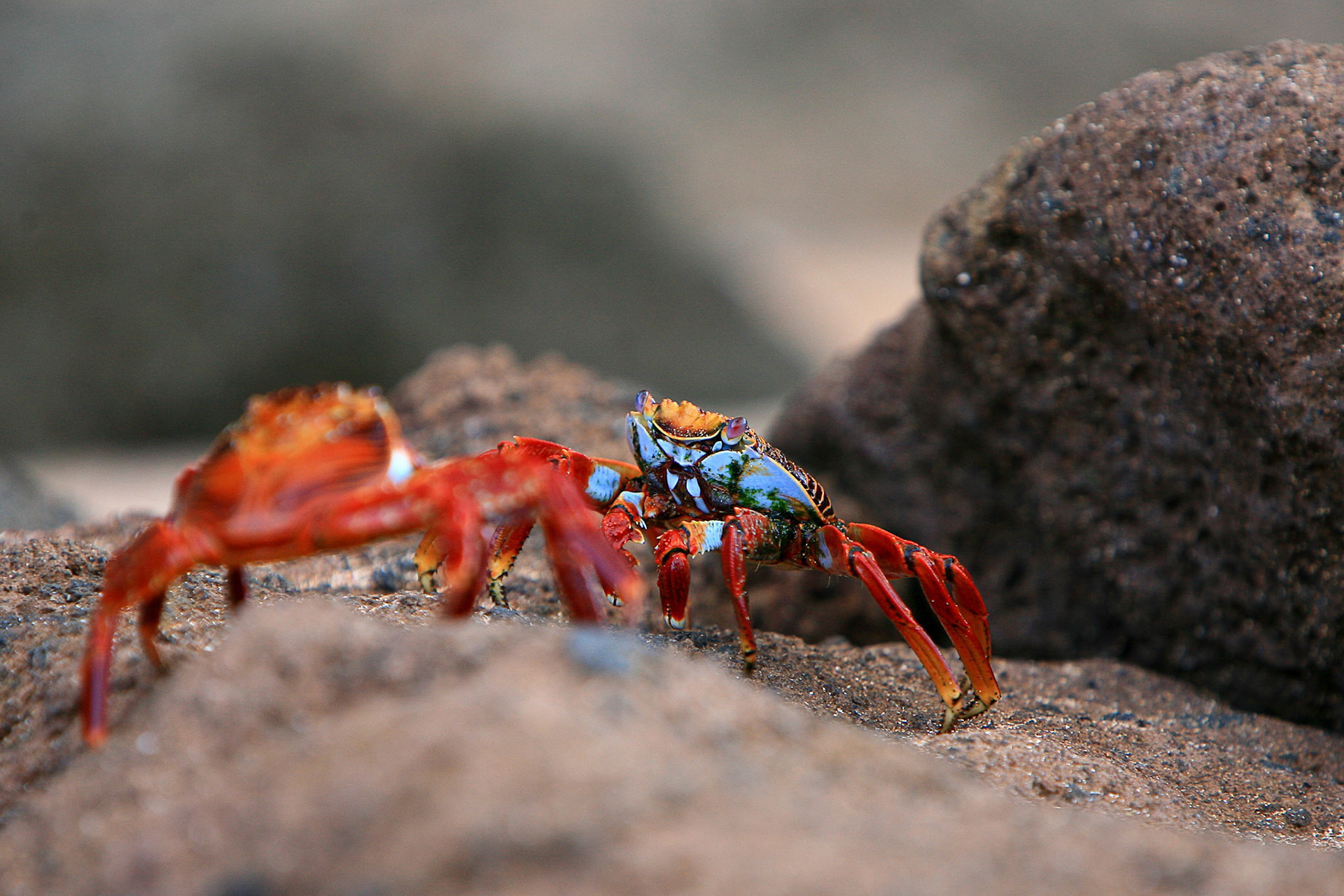 Galapagos, Bartolome