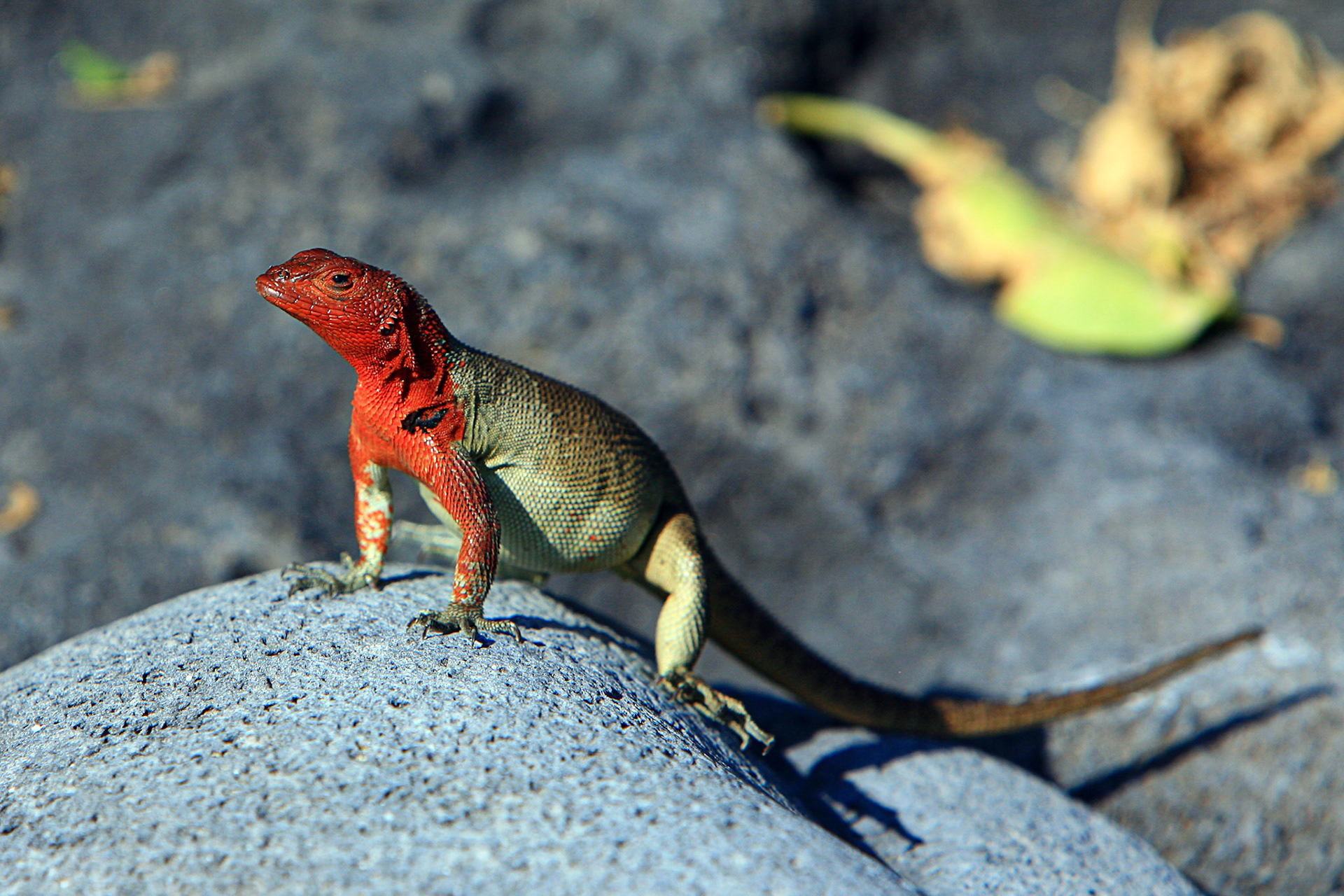 Galapagos, Espaniola