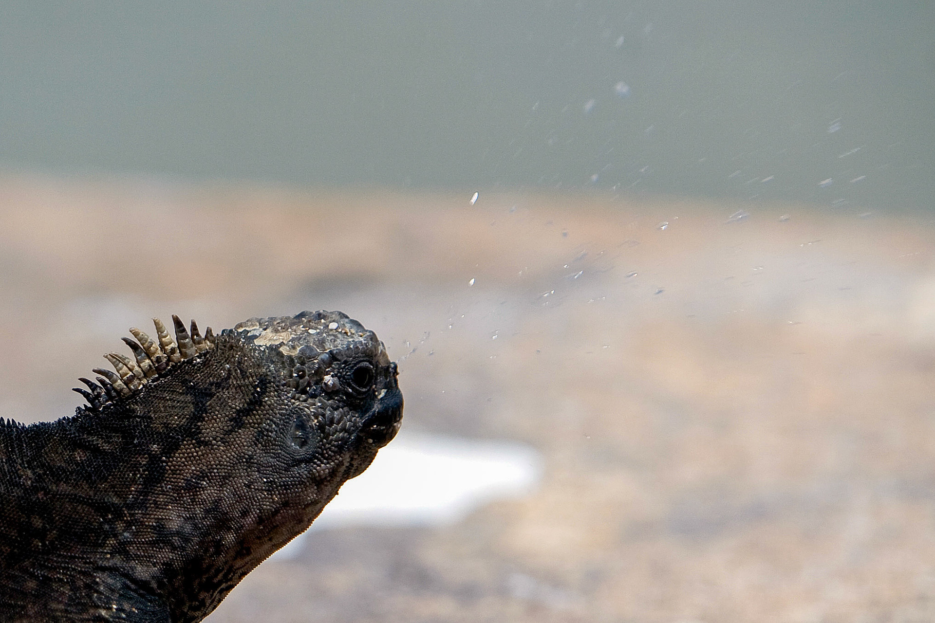Galapagos, Baltra