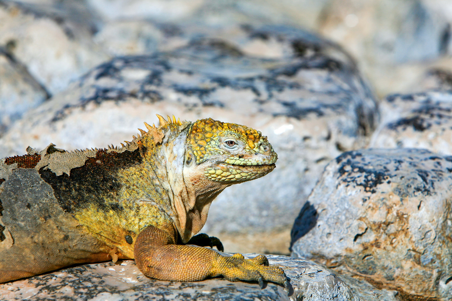 Galapagos, Islas Plaza