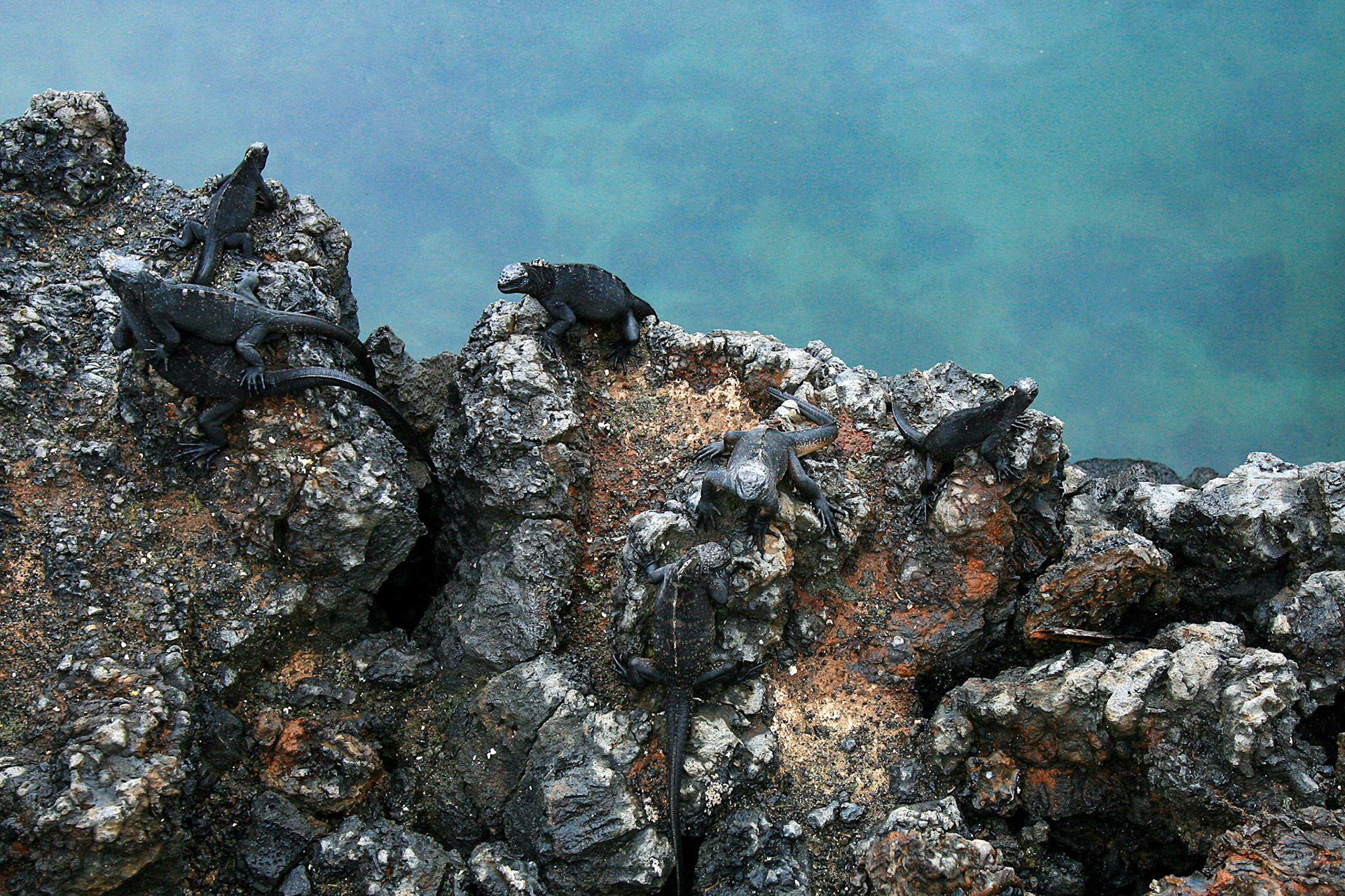 Galapagos, Isabela