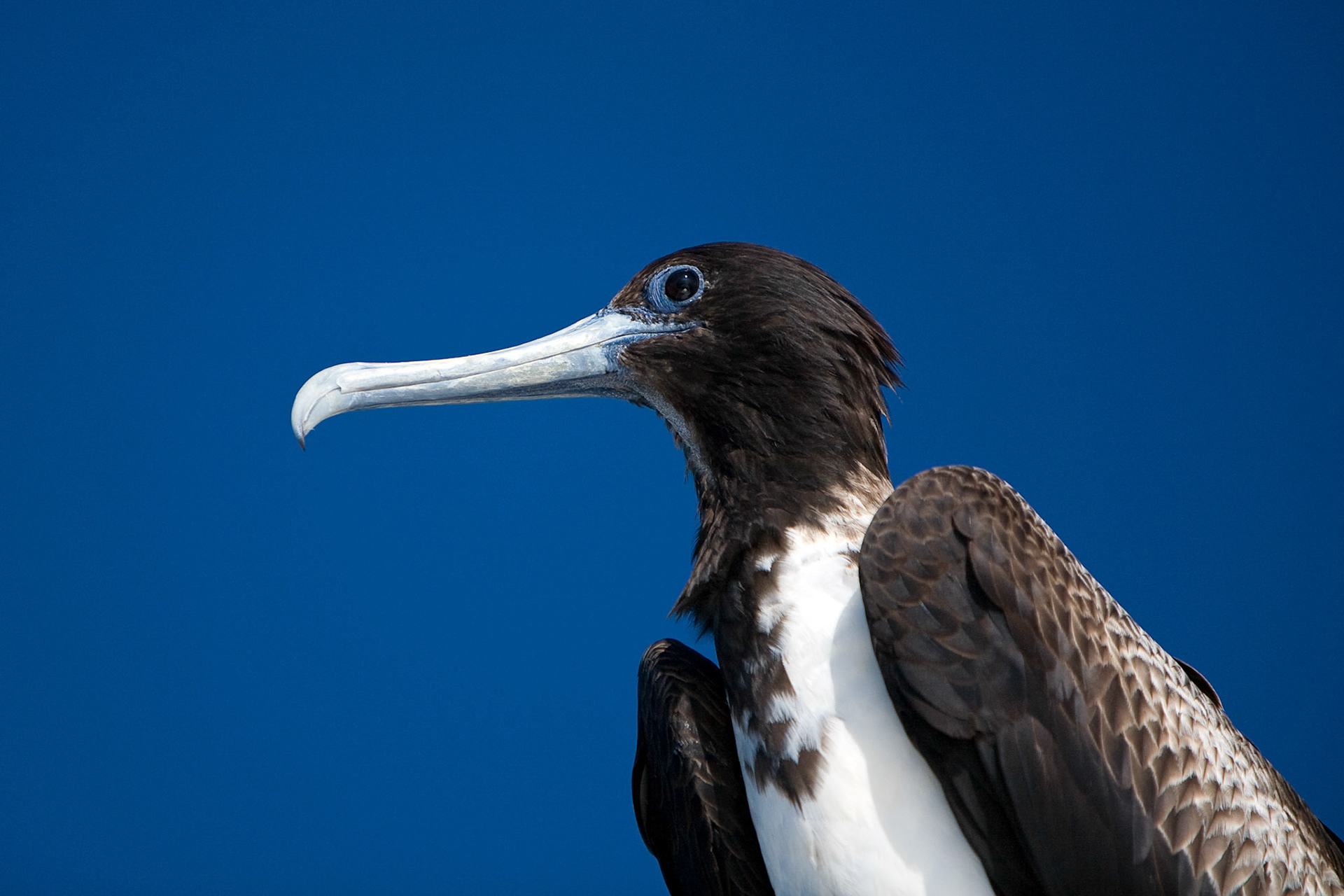 Galapagos, Bartolome