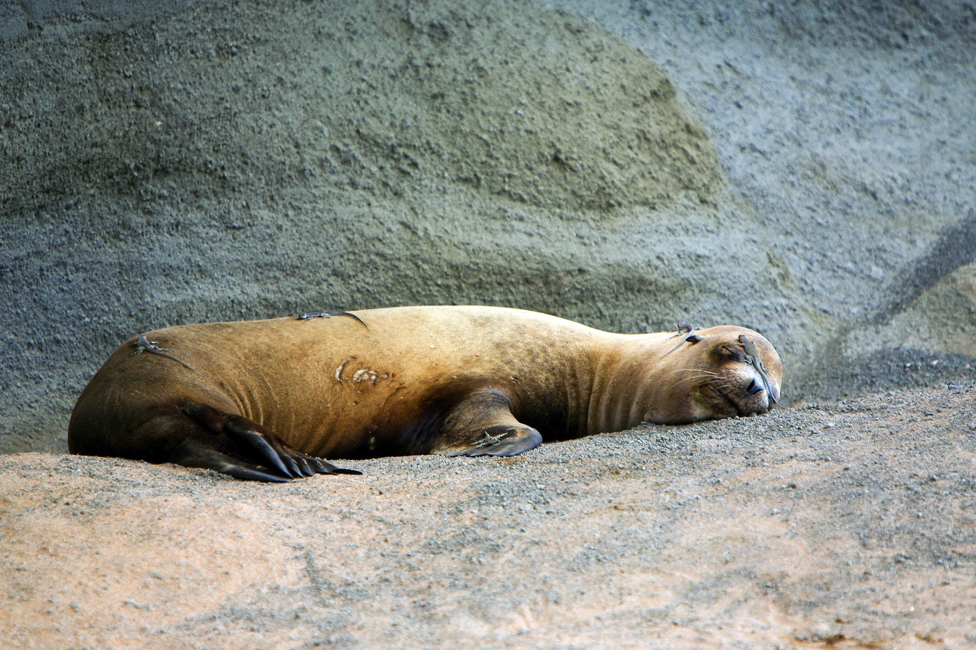 Galapagos, Bartolome