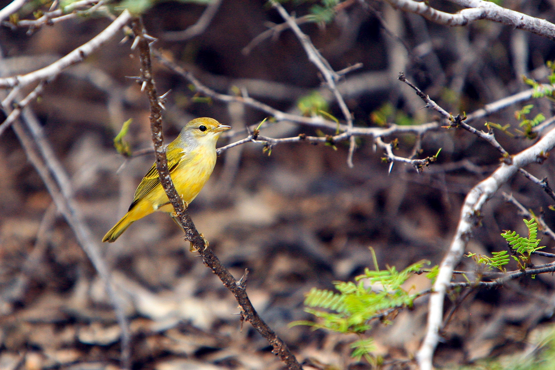 Galapagos, Floreana
